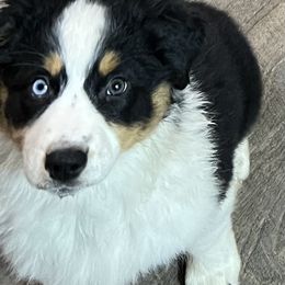 Australian Shepherd Puppies from Blu Diamond's Aussies