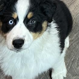 Australian Shepherd Puppies from Blu Diamond's Aussies