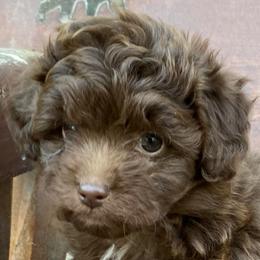 Little male - Brown and white male Aussiedoodle puppy in Spring Hill, Tennessee from Duke's Mini & Toy Australian Shepherds & Aussiedoodles