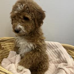 Holly - Red  female Goldendoodle puppy in Sauk Village, Illinois from Regal Canine Creations