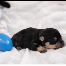 Miniature Schnauzer Puppies from Schnauzers by the Lake