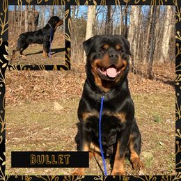 Bullet - Rottweiler