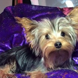 Yorkshire Terriers from Little Pawz Yorkies