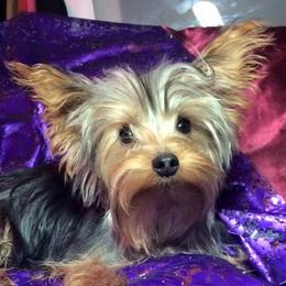 Yorkshire Terriers from Little Pawz Yorkies