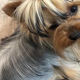 Yorkshire Terriers from Desert Star Yorkshire Terriers LLC