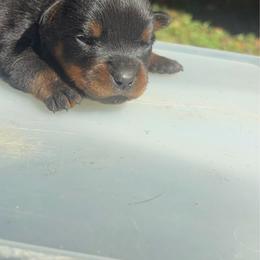 Girl 2 - Black and mahogany female Rottweiler puppy in Smyrna, Georgia from HYIQ