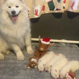 Samoyed puppies from T&M Samoyeds