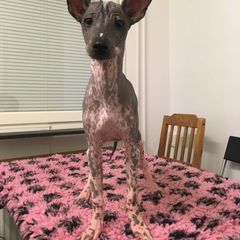 Peruvian Inca Orchid Puppies from Naked Baby’s