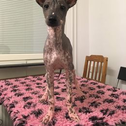 Peruvian Inca Orchid Puppies from Naked Baby’s