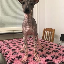 Peruvian Inca Orchid Puppies from Naked Baby’s