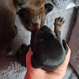Jake - Black and tan male Dachshund puppy in Strong, Arkansas from Dachshunds R Us
