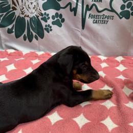 Black Girl - Black and rust female Doberman Pinscher puppy in Centralia, Missouri from TopSpots Farm