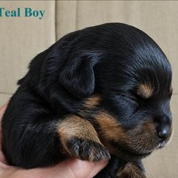 Teal boy - Black and mahogany male Rottweiler puppy in Lake City, Florida from Haus Der Wut Kennels