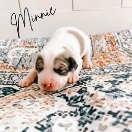 Minnie - White female Great Pyrenees puppy in New Palestine, Indiana from Hitchcock Homestead