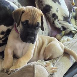 Purple collar girl. - Fawn female Great Dane puppy in Hickman, Kentucky from Tidal Wave Danes