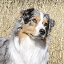 Saylor Blue - Australian Shepherd