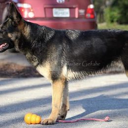 Zani  - German Shepherd