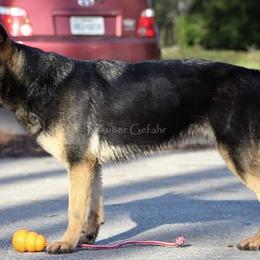 Zani  - German Shepherd