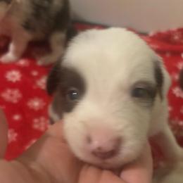 Male 5 Dot - White and red male Border Collie puppy in Roanoke, Virginia from Romestar performance K9