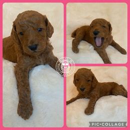 Goldendoodle and Poodle Puppies from L&L Poodles and Doodles