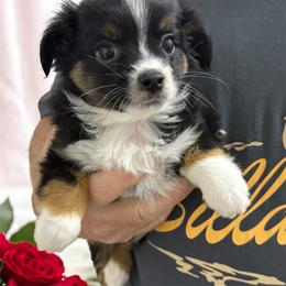 Stetson - Black tri male Toy Australian Shepherd puppy in Anson, Texas from Diamond Bar N Ranch