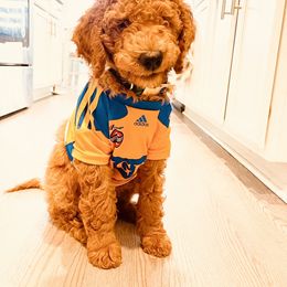 Goldendoodle Puppies from Labradoodleday