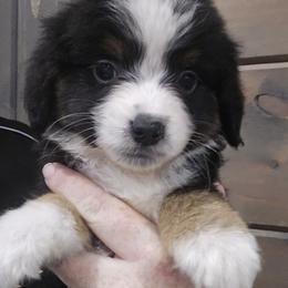 Bruno - Black tri male Miniature American Shepherd puppy in Delta, Ohio from Sunrise Miniature American Shepherds