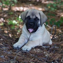 Mastiff Puppies from Two Ponds Mastiffs