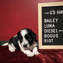 Diesel - Black and white male Havanese puppy in Kansas City, Missouri from G's Havanese