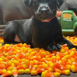 Labrador Retriever Puppies from Still Pond Retrievers