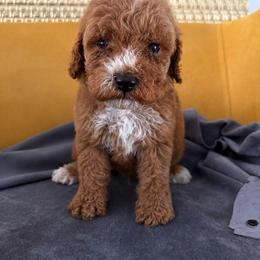Duke - Red  male Goldendoodle puppy in Davie, Florida from Daviegoldendoodles