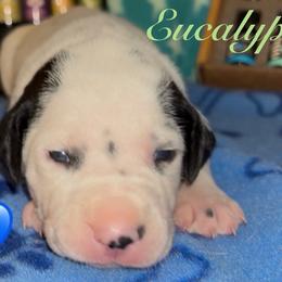 Eucalyptus - White and black male Dalmatian puppy in Des Moines, Iowa from Spot Splattered Dalmatians