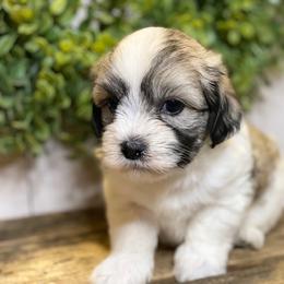 Cavapoo and Coton de Tulear Puppies from Big Gulch Puppies