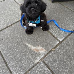 Shorkie Puppies from Sensational Shorkies