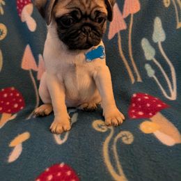 Pug Puppies from Lisa's Pugalicious Pugs