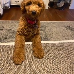 Goldendoodle Puppies from Edge Farm Goldendoodles