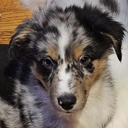 Miniature Australian Shepherds from Niixxy's Mini Australian shepherds