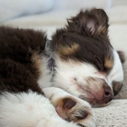 Australian Shepherd and Toy Australian Shepherd Puppies from Little Creek Ranch