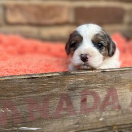 Cavapoo, Cockapoo, Goldendoodle, and Poodle Puppies from Lipscomb Doodles