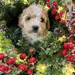 Cinnamon - Parti male Goldendoodle puppy in Kearneysville, West Virginia from Daydreamer