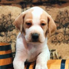 Pointers from Single Malt Kennels