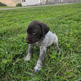 German Shorthaired Pointer Puppies from Erin McGhee
