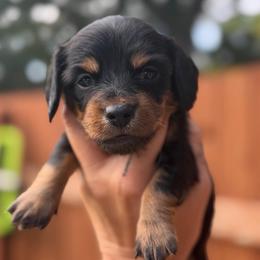 AKC Purple Collar 3000.00 - Black and tan female Dachshund puppy in Cottonwood, California from Circle C Farm
