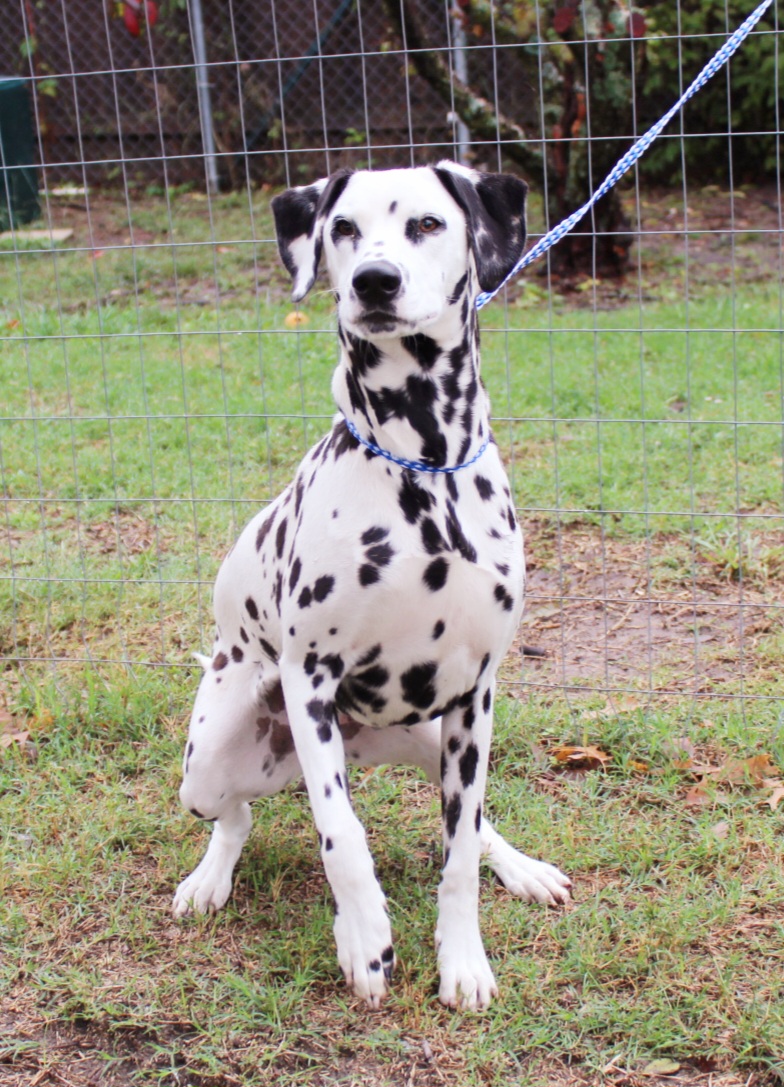 Zuma - White and black Dalmatian puppy in Lavon, Texas from Fox and Spots