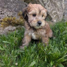 Pink Girl, Sable Abstract - Wheaten female Whoodle puppy in Kalispell, Montana from Countryman Whoodles