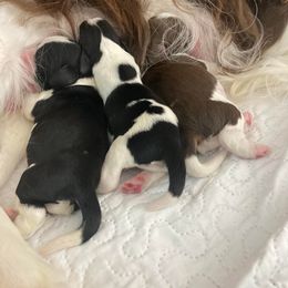 English Springer Spaniel Puppies from Ivy Hill English Springer Spaniels