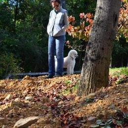 Poodle Puppies from D and D Standard Poodles