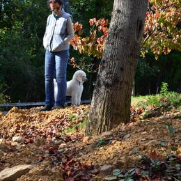 Poodle Puppies from D and D Standard Poodles