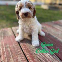 Flower - Cream female Australian Labradoodle puppy in Rhode Island from Highland Beach Labradoodles