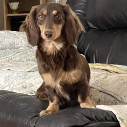 Tilly - Dachshund